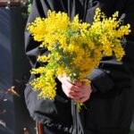 待ちに待ったミモザの入荷です