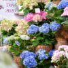 あじさい入荷しました