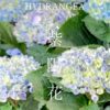 初夏のやさしいグラデーション紫陽花たち___。