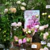 PEONY
