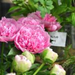 PEONY