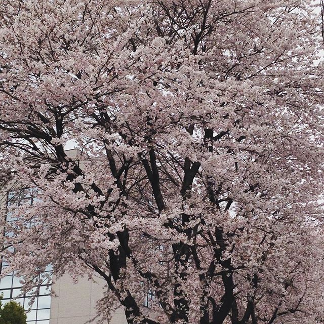 近所の桜が満開綺麗#桜 #お花見 #満開 #花よりだんご